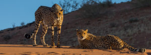 Cheetahs in the Tiras Mountains at the Kanaan Na'an kiss Desert Retreat Cheetahs in the Tiras Mountains at the Kanaan Na'an kiss Desert Retreat