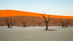dead trees in the salt desert dead trees in the salt desert