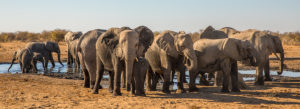 Elephants at the water hole Elephants at the water hole