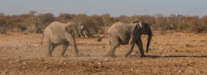 Two elephants on the way to the waterhole Two elephants on the way to the waterhole