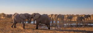 Elephants at the watering hole, fighting elephants Elephants at the watering hole, fighting elephants
