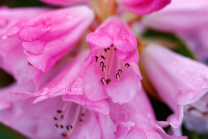 Bildagentur | mauritius images | flowering Sutschou rhododendron (Rhododendron  sutchuenense franch.)