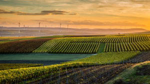 Goldener Oktober in Rheinhessen, Weinanbau in Hügellandschaft bei Vendersheim, Goldener Oktober in Rheinhessen, Weinanbau in Hügellandschaft bei Vendersheim,