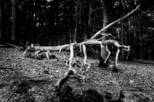 dead, bizarre dead tree in the forest, SW dead, bizarre dead tree in the forest, SW