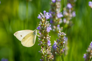 Schmetterling saugt Nektar an Lavendelblüten Schmetterling saugt Nektar an Lavendelblüten