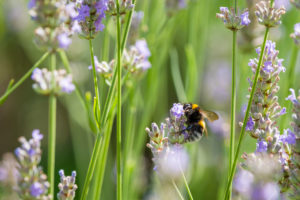 Hummel saugt Nektar an Lavendelblüten Hummel saugt Nektar an Lavendelblüten