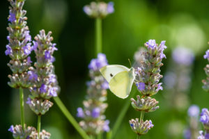 Schmetterling saugt Nektar an Lavendelblüten Schmetterling saugt Nektar an Lavendelblüten