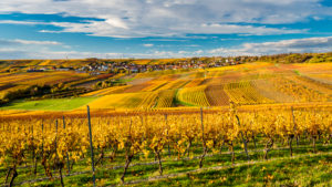 Herbststimmung in Rheinhessen, Goldener Oktober in der Hügellandschaft bei Vendersheim, Herbststimmung in Rheinhessen, Goldener Oktober in der Hügellandschaft bei Vendersheim,