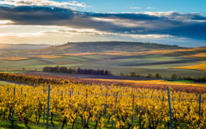 Herbststimmung in Rheinhessen,
Goldener Oktober in der Hügellandschaft bei Vendersheim, Herbststimmung in Rheinhessen,
Goldener Oktober in der Hügellandschaft bei Vendersheim,