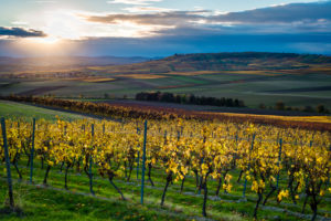 herbstliche Abendstimmung in Rheinhessen,
Goldener Oktober in der Hügellandschaft bei Vendersheim, herbstliche Abendstimmung in Rheinhessen,
Goldener Oktober in der Hügellandschaft bei Vendersheim,
