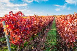 Herbststimmung in Rheinhessen,
Goldener Oktober, Weinberg bei Vendersheim, Herbststimmung in Rheinhessen,
Goldener Oktober, Weinberg bei Vendersheim,