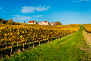 Herbststimmung in Rheinhessen,
Goldener Oktober in der Hügellandschaft bei Vendersheim, Herbststimmung in Rheinhessen,
Goldener Oktober in der Hügellandschaft bei Vendersheim,
