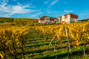 Herbststimmung in Rheinhessen,
Goldener Oktober, Weinberg bei Vendersheim, Herbststimmung in Rheinhessen,
Goldener Oktober, Weinberg bei Vendersheim,