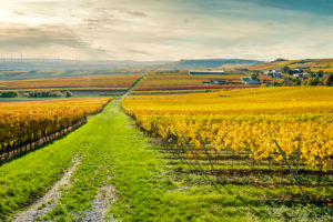 Herbststimmung in Rheinhessen, Goldener Oktober in der Hügellandschaft bei Vendersheim, Herbststimmung in Rheinhessen, Goldener Oktober in der Hügellandschaft bei Vendersheim,