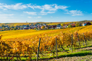 Herbststimmung in Rheinhessen,
Goldener Oktober in der Hügellandschaft bei Vendersheim, Herbststimmung in Rheinhessen,
Goldener Oktober in der Hügellandschaft bei Vendersheim,