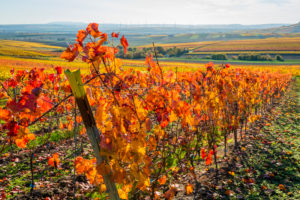 Herbststimmung in Rheinhessen,
Goldener Oktober, Weinberg bei Vendersheim, Herbststimmung in Rheinhessen,
Goldener Oktober, Weinberg bei Vendersheim,
