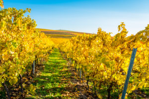 Herbststimmung in Rheinhessen,
Goldener Oktober, Weinberg bei Vendersheim, Herbststimmung in Rheinhessen,
Goldener Oktober, Weinberg bei Vendersheim,
