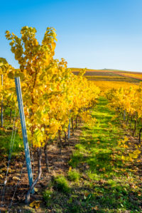 Herbststimmung in Rheinhessen,
Goldener Oktober, Weinberg bei Vendersheim, Herbststimmung in Rheinhessen,
Goldener Oktober, Weinberg bei Vendersheim,