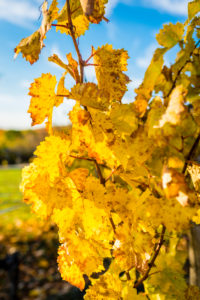 Herbststimmung in Rheinhessen,
Goldener Oktober, Weinberg bei Vendersheim, Herbststimmung in Rheinhessen,
Goldener Oktober, Weinberg bei Vendersheim,