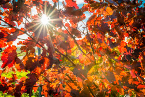 Herbststimmung in Rheinhessen,
Goldener Oktober, Weinberg bei Vendersheim, Herbststimmung in Rheinhessen,
Goldener Oktober, Weinberg bei Vendersheim,
