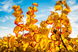 Herbststimmung in Rheinhessen,
Goldener Oktober, Weinberg bei Vendersheim, Herbststimmung in Rheinhessen,
Goldener Oktober, Weinberg bei Vendersheim,