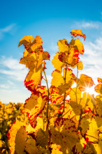 Herbststimmung in Rheinhessen,
Goldener Oktober, Weinberg bei Vendersheim, Herbststimmung in Rheinhessen,
Goldener Oktober, Weinberg bei Vendersheim,