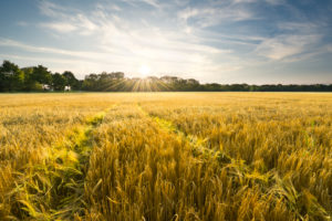 Deutschland, Bayern, Augsburger Land, Feld, Ernte, Gerste, Deutschland, Bayern, Augsburger Land, Feld, Ernte, Gerste,