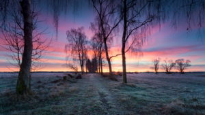 Weg, Allee, Birken, Sonnenaufgang, Wiese, Reif, Silhouetten, Farben, Wolken, Weg, Allee, Birken, Sonnenaufgang, Wiese, Reif, Silhouetten, Farben, Wolken,