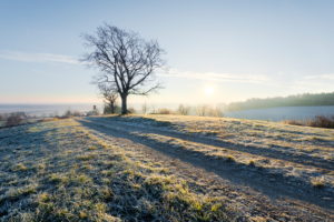 Dezember, Morgen, Gegenlicht, Weg, Baum, Himmel, Stimmung, Reif, Winter Dezember, Morgen, Gegenlicht, Weg, Baum, Himmel, Stimmung, Reif, Winter