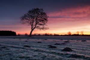 Dezember, Morgen, Gegenlicht, Weg, Baum, Himmel, Stimmung, Reif, Winter Dezember, Morgen, Gegenlicht, Weg, Baum, Himmel, Stimmung, Reif, Winter