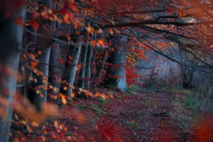 Deutschland, Bayern, Schwaben, Naturpark Westliche Wälder, Burgwalden, Weiher, Ufer, Weg, Wald, Herbst, Licht, Buchen, Stimmung, rot, Pfad, Deutschland, Bayern, Schwaben, Naturpark Westliche Wälder, Burgwalden, Weiher, Ufer, Weg, Wald, Herbst, Licht, Buchen, Stimmung, rot, Pfad,