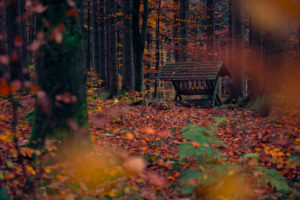 Deutschland, Bayern, Naturpark Westliche Wälder, Krippe, Futter, Herbst, Unscharf, Stamm, Farbe, Wald, Buchen, Laub, Blätter, mystisch, Landschaft, Natur, Deutschland, Bayern, Naturpark Westliche Wälder, Krippe, Futter, Herbst, Unscharf, Stamm, Farbe, Wald, Buchen, Laub, Blätter, mystisch, Landschaft, Natur,