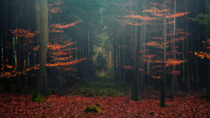 Deutschland, Bayern, Märchen, Nebel, düster, Herbst, Wittelsbach, Land, Buchen, Wald, rot, Mystisch, Weg, Pforte, Pfad, Laub, Nadelwald, Tannen, Landschaft, Panorama, Deutschland, Bayern, Märchen, Nebel, düster, Herbst, Wittelsbach, Land, Buchen, Wald, rot, Mystisch, Weg, Pforte, Pfad, Laub, Nadelwald, Tannen, Landschaft, Panorama,