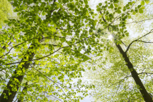 Germany, Bavaria, nature reserve, Augsburg, Western Woods Nature Park, beech, maple, deciduous forest, branch, sun, back light, shade, light, sun star, mood, idyllic, spring, green, on top, calm, nature, scenery Germany, Bavaria, nature reserve, Augsburg, Western Woods Nature Park, beech, maple, deciduous forest, branch, sun, back light, shade, light, sun star, mood, idyllic, spring, green, on top, calm, nature, scenery