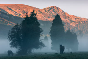 Horses in the Gorbeia nature park, morning fog against mountain backdrop with alpine glow in northern Spain