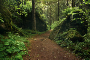Dream path in the forest of the 'Valley of the Waterfalls', Val Genova, Italy