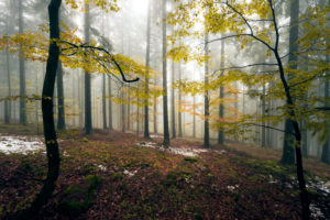 Boubin, in German 'Kubany' primeval forest in the Czech Republic in autumn fog