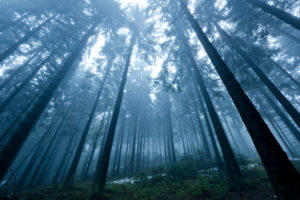Boubin, in German 'Kubany' primeval forest in the Czech Republic in autumn fog