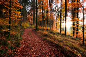 Autumn forest,Augsburg Nature Park Western Forests,Swabia,Bavaria,Germany,Europe