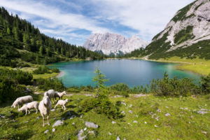 Seebensee with Zugspitze,Wetterstein Mountains,Alps,Tyrol,Austria,Europe