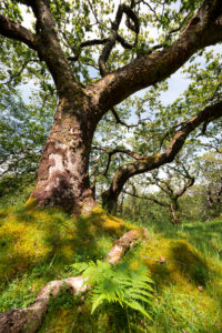Forest with gnarled trees,Isle of Skye,Scotland,England,United Kingdom,Europe Forest with branching trees,Isles of Skye,Scotland,England,UK,Europe