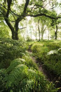 Mystic Forest,Scotland,England,United Kingdom,Europe