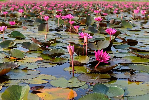 Red Water Lily (Nymphae pubescens), Photographed the Red Wa…