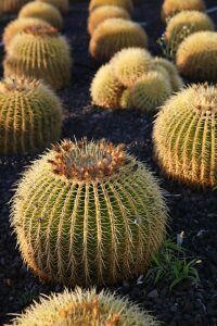 mammillaria crassior Mammillaria Prolifera
