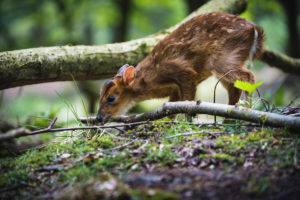 Fawn, Capreolus capreolus, foraging Fawn, Capreolus capreolus, foraging