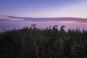 Reed Phragmites australis, Blue Hour, Federsee, Bad-Buchau, Baden-Württemberg, Germany, Reed Phragmites australis, Blue Hour, Federsee, Bad-Buchau, Baden-Württemberg, Germany,