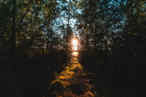 Vorsee, Wolpertswende, Sonnenuntergang, Pfad zum Steg im Wald, Oberschwaben, Baden-Württemberg, Deutschland, Europa Vorsee, Wolpertswende, Sonnenuntergang, Pfad zum Steg im Wald, Oberschwaben, Baden-Württemberg, Deutschland, Europa
