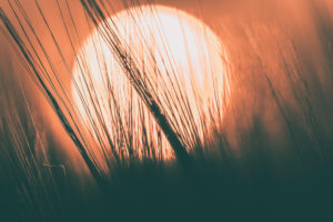 Sonnenuntergang in Kornähren, Sonnenball, Baden-Württemberg, Deutschland, Europa Sonnenuntergang in Kornähren, Sonnenball, Baden-Württemberg, Deutschland, Europa