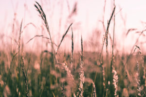 Grasses in the evening light, meadow Grasses in the evening light, meadow