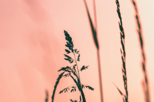 Gräser im Abendlicht, Wiese Gräser im Abendlicht, Wiese